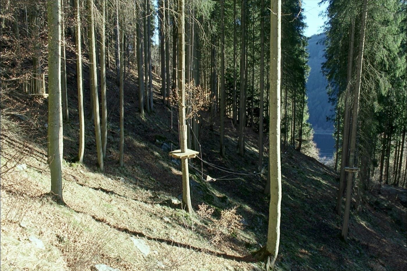 Blick den bewaldeten Hang hinab, Plattformen in unterschiedlichen Höhen zwischen den Stämmen.