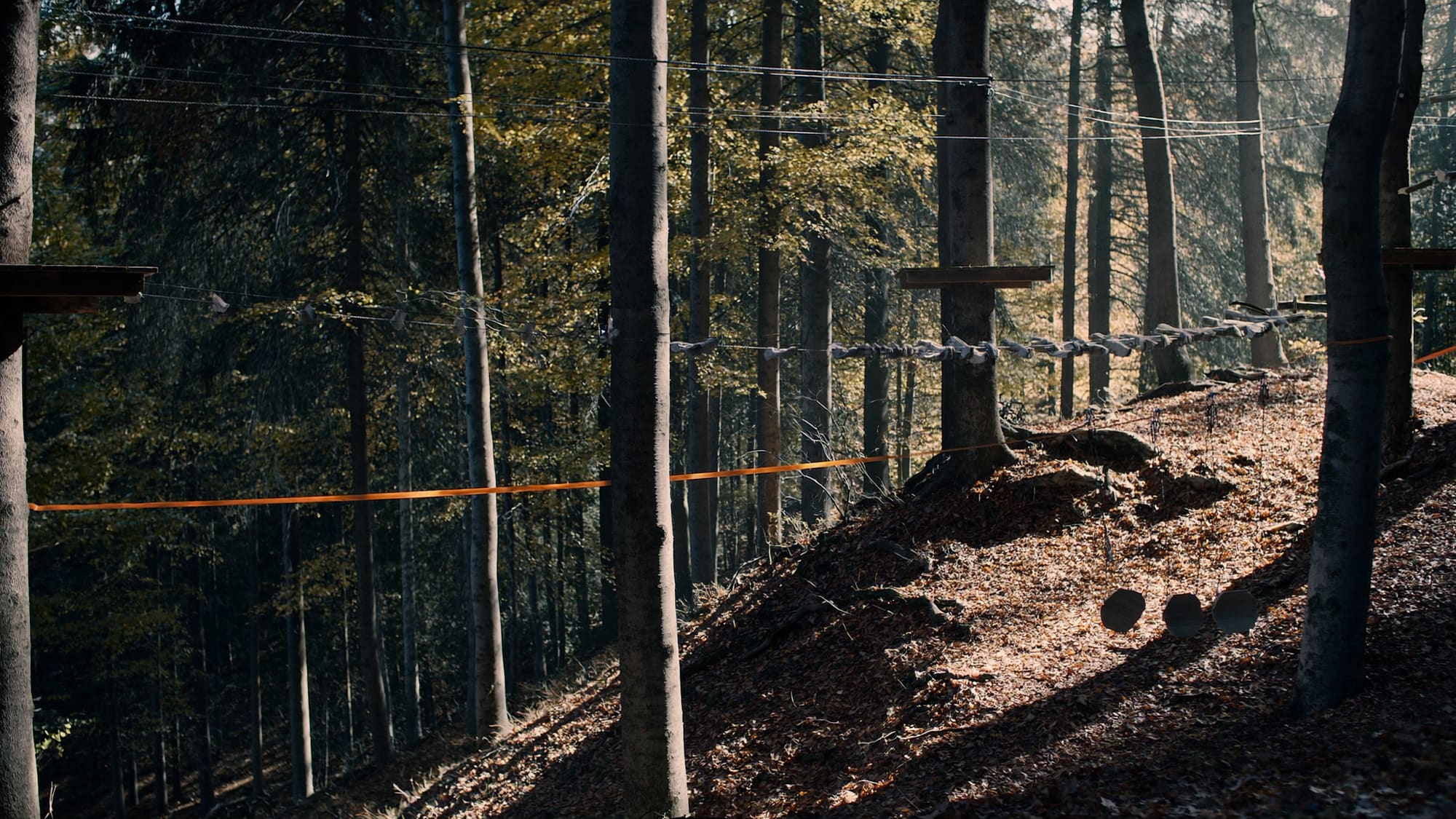Kletterparcours zwischen alten Buchen an einem Hang, Nachmittagslicht durch das Blätterdach.